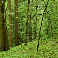 Fragment lasu porastającego zbocze skarpy warszawskiej