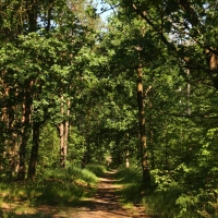 Park leśny